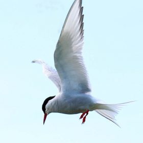 Hovering Tern
